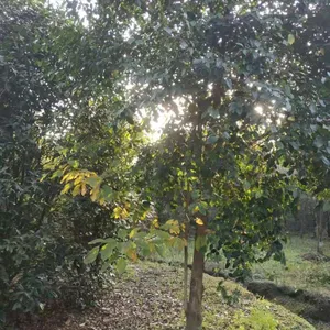 成都苗圃朴树 批发朴树 专业技术,高质量服务