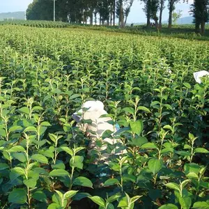 潍坊紫穗槐幼苗基地-龙博紫穗槐规格齐全-出售紫穗槐幼苗基地