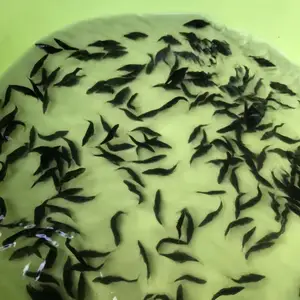 �������������