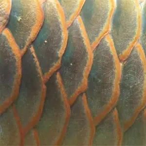 ��������Ƭ��ɻ� С������Ƭ����� ����ȳ�