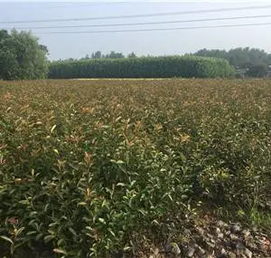 舞阳红叶石楠市场