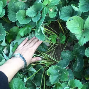 临沂红颜草莓苗***，红颜草莓苗***格预售中