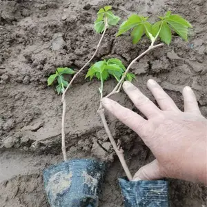 ��Ҷ�ؽ� ȫ������ һ�ֻ�Դ �޲��溦 ���ͻ���