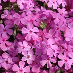 芝樱花海设计 宿根花卉芝樱 地被宿根福禄考