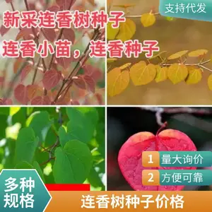 连香树种子连香鲜果价格连香小苗种植基地连香净种子价格连香种子连香树小苗产地供货价格