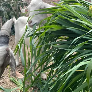 �ʺ������������������Щ����ֲһĶ����ޣ����ι����������Ϻ