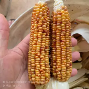 宝石文玩玉米毛料批发 宝血玉米 盘玩玉米原料批发 一手货源 价格实惠