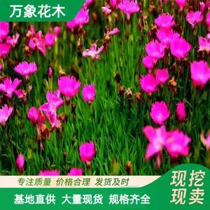 苗圃出售 欧石竹 园林庭院造景植物 道路绿化色块苗木