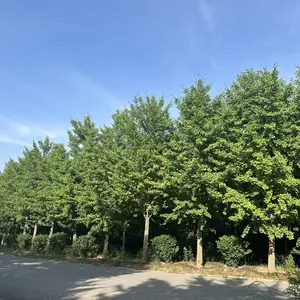 供应批发8-22公分精品银杏,行道景观树,园林绿化