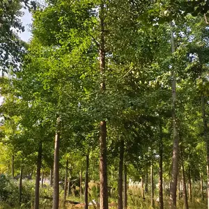 10公分至15公分银杏树,山东聊城原生冠银杏树基地,银杏树产地上车价格,山东聊城银杏树