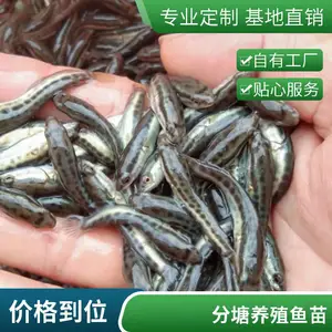 湖北武汉本地黑鱼苗鱼苗养殖场 纯种乌鳢苗 成活率高 可上门考察