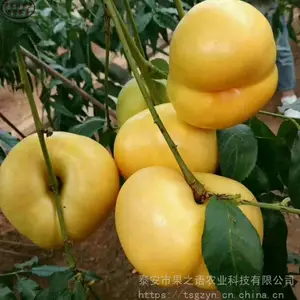 澳洲红桃苗批发、澳洲红桃苗种植时间
