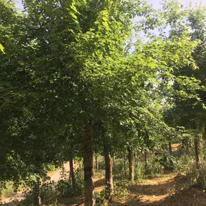 京山三角枫