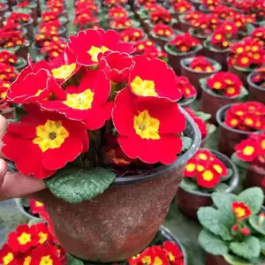 出售时花的基地 报春工程杯花 报春产地供应 色彩丰富