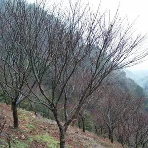 自产自销 红枫苗木 地径10公分红枫树 苗圃现货