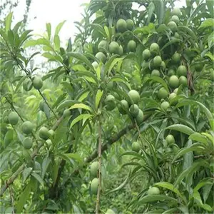 ˧����ľ һվ���� ������������ ���ż��� �챦ʯ������