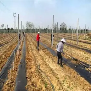 苹果园编织防草布夏季覆盖技巧