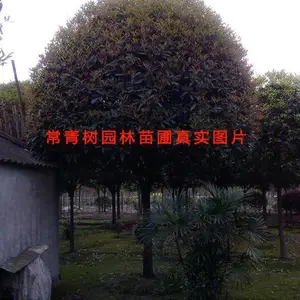 供应8公分桂花10公分桂花12公分桂花15公分桂花20公分桂花树