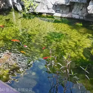 西安别墅鱼池水净化工程。三年无需换水