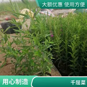 ǧ���� �� �ڷ�25���� �߶�40-50���� �����̻�
