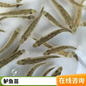 鲈鱼苗大量出售 成活*** 病害少 生长速度快 空运全国