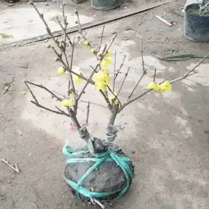 ����������÷С������ ͥԺ�̻���԰С���羰�� ԰���쾰÷����