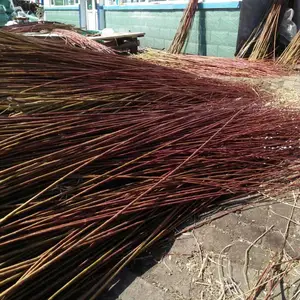 ���ɹ�������ľ���С�� ��Ӧ������ǿ ��԰������ �����ԽϺ�