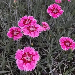基地出售彩虹石竹小苗花海景观苗 喜阳耐旱抗踩踏花坛花镜点缀