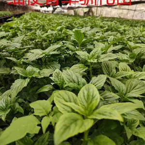 细梗香草 500g 袋装、厂家直供 细梗香草苗 优质苗