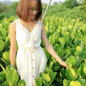 马来西亚一号四季菠萝蜜苗批发海南菠萝蜜苗