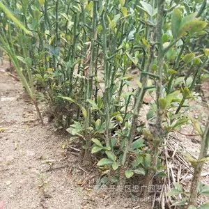 20公分高枸橘苗多少钱一棵,哪里有卖枸橘小苗的