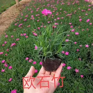 ŷʯ���绨���� ŷʯ�񻨻ܻ������ʩ�� ��������ŷʯ���� ŷʯ���޸��ݻ�