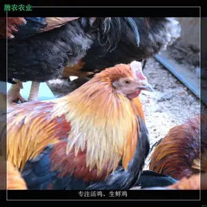 �������������г���ũ���ʼ�����ô������������