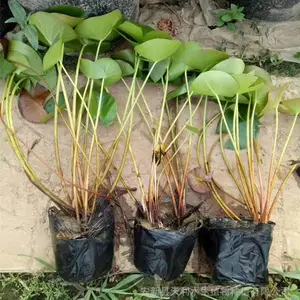 睡莲苗 多年生水生植物 花期长 耐寒 睡莲种苗基地 负责施工种植