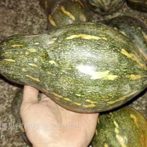 ��ɫ�߲���ֲ֮�����Ϲ���ֲ һ�����Ϲ��߲������Ϲ� ��Ŵ�Ϲ�����