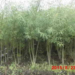 供辽宁省本溪市柳条种植基地主营灌木杞柳@灌木柳 园林景区绿化工程苗 小区公园道路观赏造景绿植