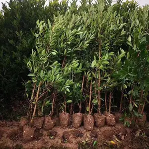 ͥԺ�̻�ֲ��ɺ���編���������ļ�����Χǽ��������糣��