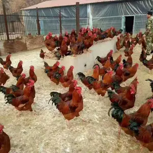 陕西肉鸡苗