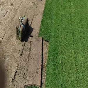 出售百慕大草坪 道路建设草皮 护坡固堤保土 PH=3.0