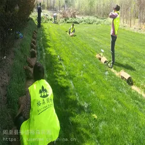 独干月季树 小区景观绿化 苗木绿化桂花