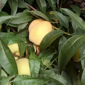 ��������������ͮ���硢���ͽ��������ֲ����