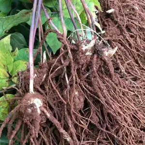 广西重楼苗 滇重楼块茎种苗批发 重楼种苗价格 重楼种植 基地现挖现发 品质***