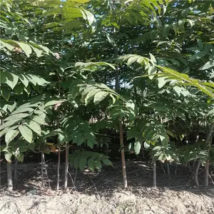 �㴻����ֲ ��Ʒ���㴻�� ���ֹ���㴻��ֱ��