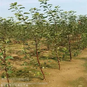 山东红富士苹果苗批发基地 红富士苹果苗栽培管理 红富士苹果苗怎么样