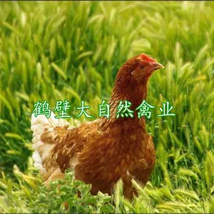 60天海兰褐青年鸡,60天京红青年鸡,60天脱温鸡出售,包产蛋率