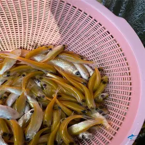 ��ɫС������ ��˿����1-6���� ��ֳָ��