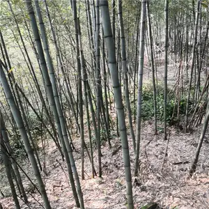 浙江春鹃苗一株的价格价格从廉