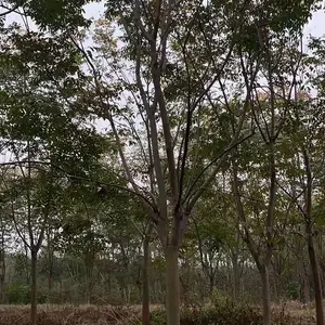 栾树 园林绿化行道树 枝叶茂盛 适应性强