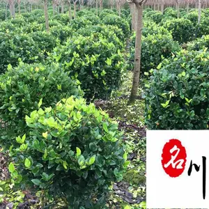 金森女贞球苗圃基地直供 工程园林绿化苗木 四季常绿 80-150公分金森女贞球批发