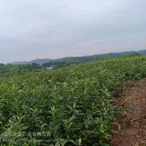 ��������������� ***������������ʩ���ص�